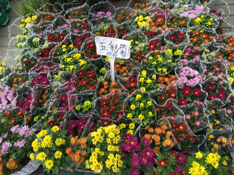 年宵花市探“鲜”记（一）之孤独的花大姐