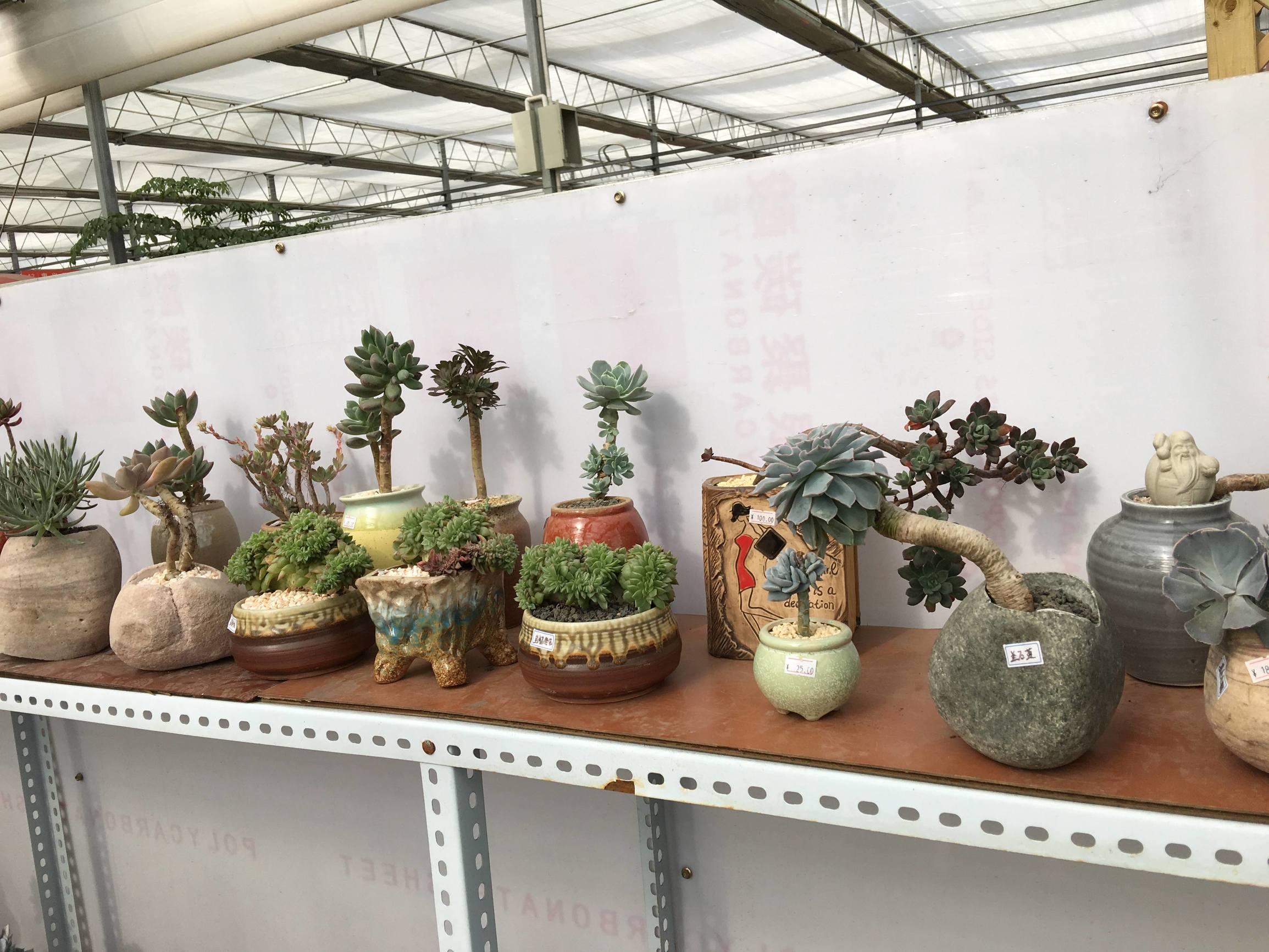 年宵花老桩,年宵花老桩图片大全