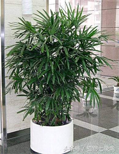 金棕竹黄叶干尖怎么回事,家竹子叶子发黄怎么补救