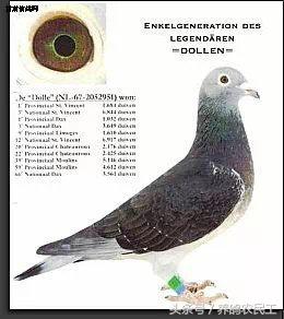 著名赛鸽家杨阿腾,赛鸽血统杨阿腾