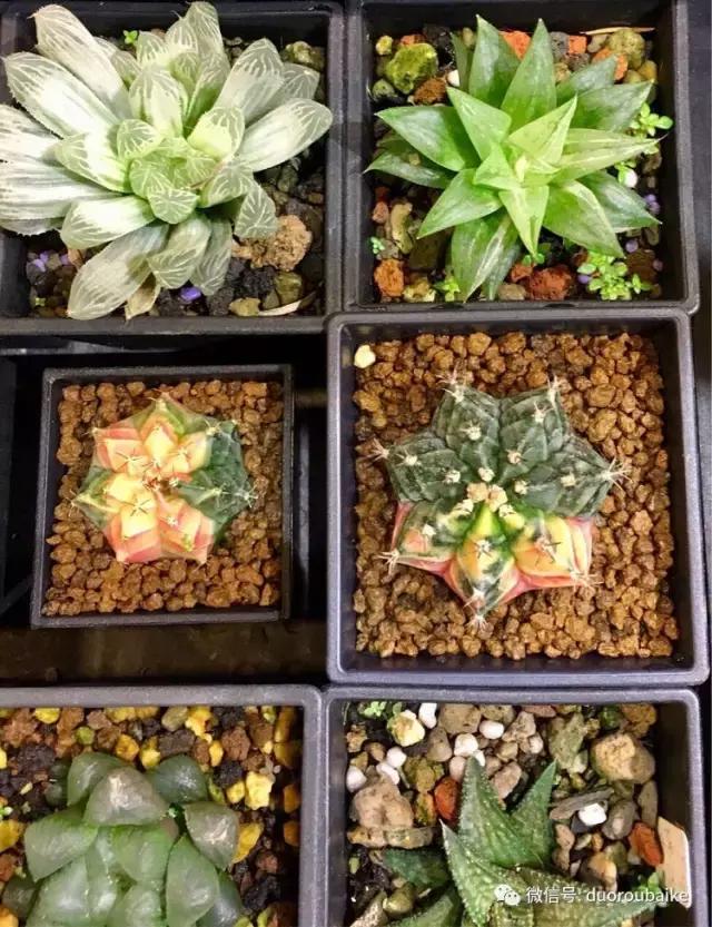 台湾寻肉之旅：小玲带你逛春节的台北花市！