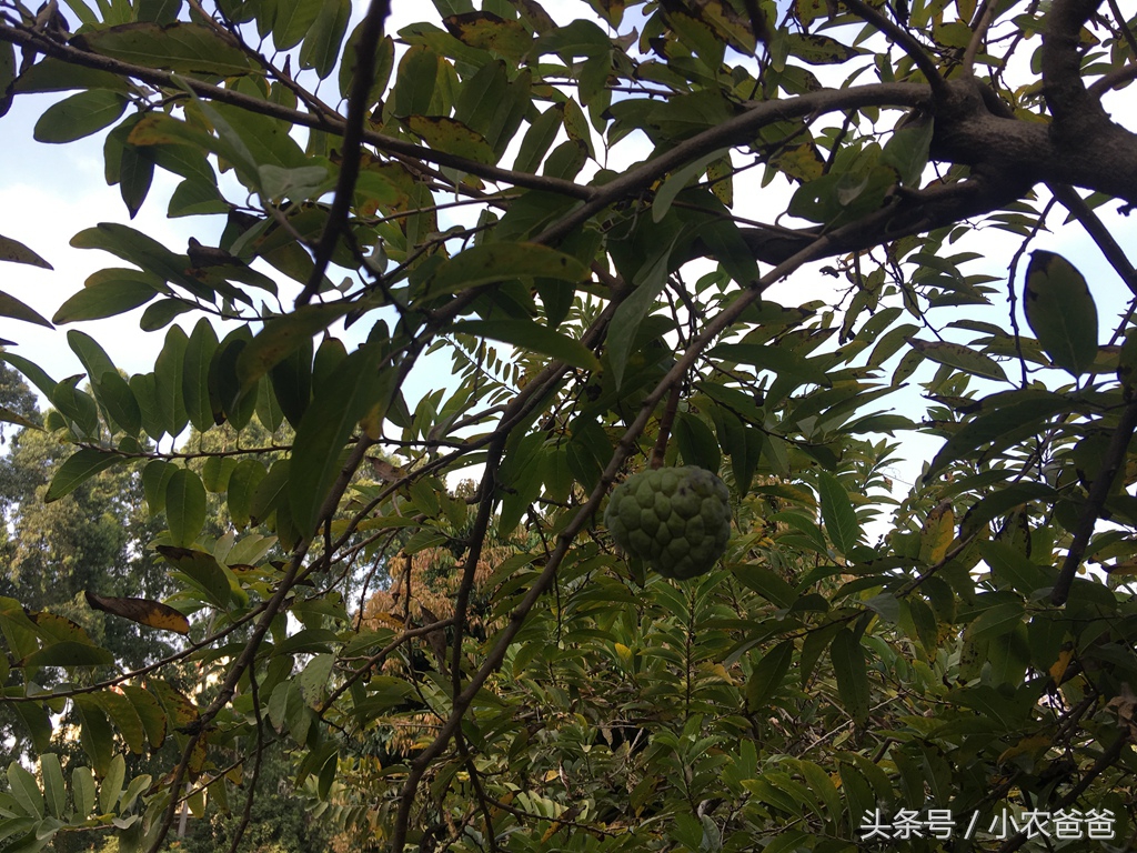 适合深圳种植的植物,深圳适合种植的植物