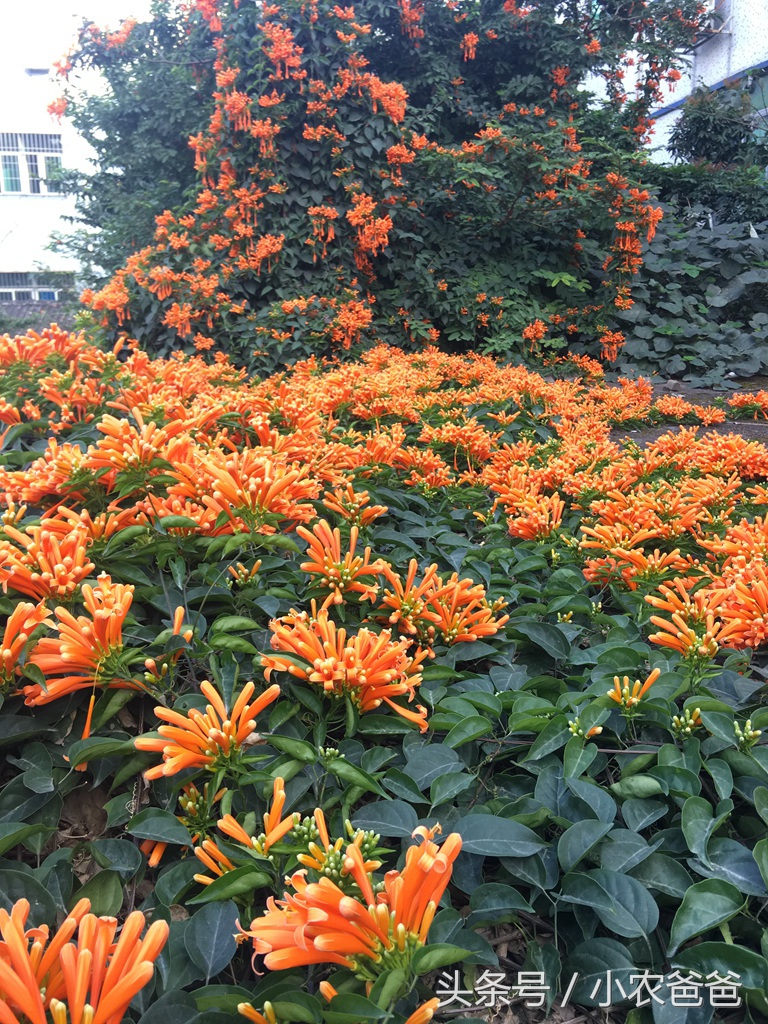 适合深圳种植的植物,深圳适合种植的植物