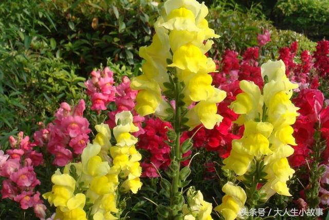 十二生肖男专属幸运花卉,12生肖最佳姻缘表