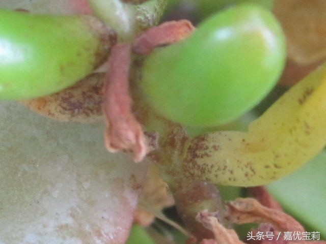 多肉杀红蜘蛛最佳方法,多肉生红蜘蛛专用杀虫剂