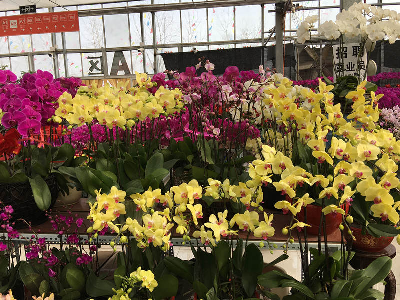 年宵花市探“鲜”记(一)之孤独的花大姐