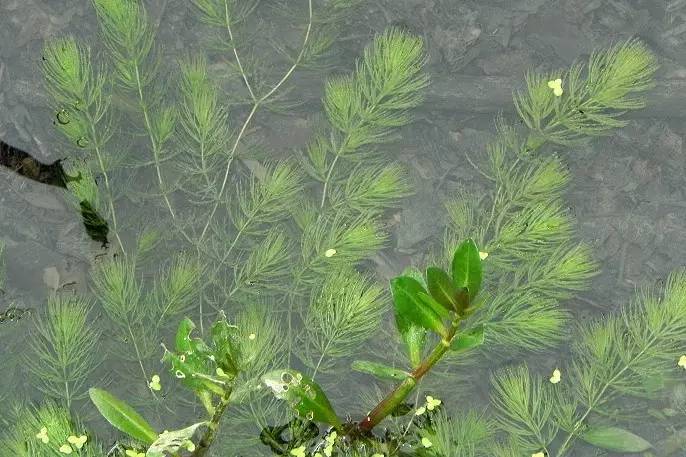 景观植物清单大全图解,河道景观种植植物