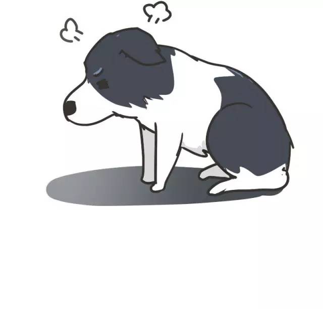 边牧的智商真的有6-8岁那么高吗,边牧和巴拉布拉多他俩谁的智商高