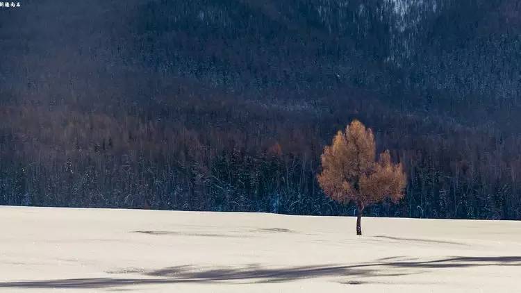 最新喀纳斯禾木视频,新疆喀纳斯禾木冬天视频
