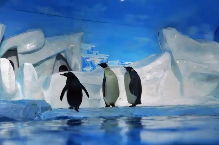 属鸡的人，去这些地方都免费了……