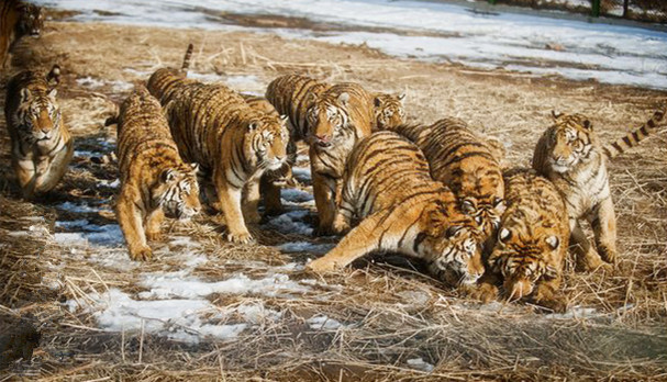 属鸡的人，去这些地方都免费了……