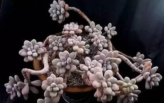 秀肉肉｜多肉老桩的5大形态，每一个我都爱！