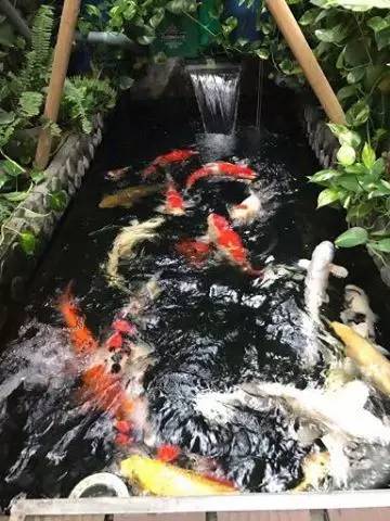 锦鲤疑难杂症,解决锦鲤疾病