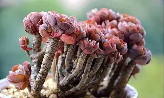 秀肉肉｜多肉老桩的5大形态，每一个我都爱！