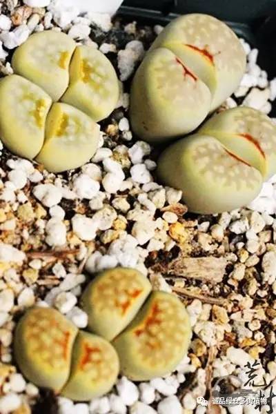 vista观天下春节旅游,vista看天下冰雪大世界