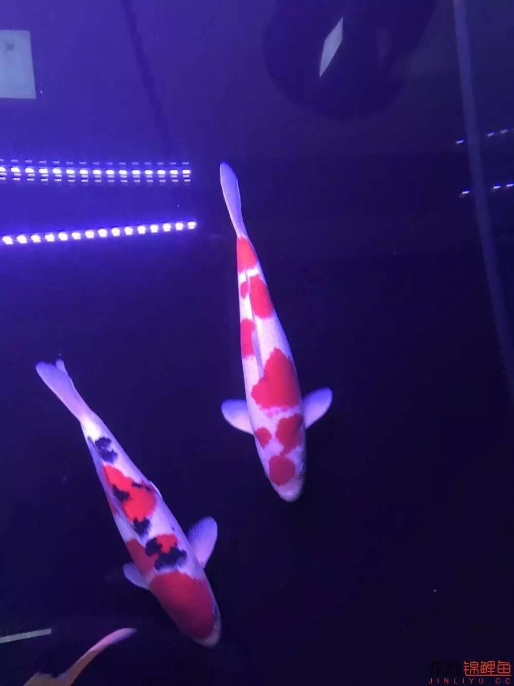 地缸里面漂浮的粉末怎么解决,粘的地缸怎么干得快