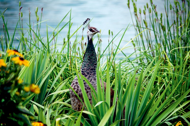 西双版纳从下飞机开始的攻略,进入西双版纳的视频