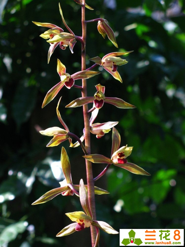 兰花的精神品格折服世人，兰花品性雅洁惹人怜爱