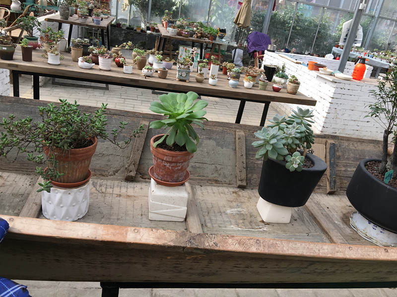 年宵花老桩,年宵花老桩图片大全