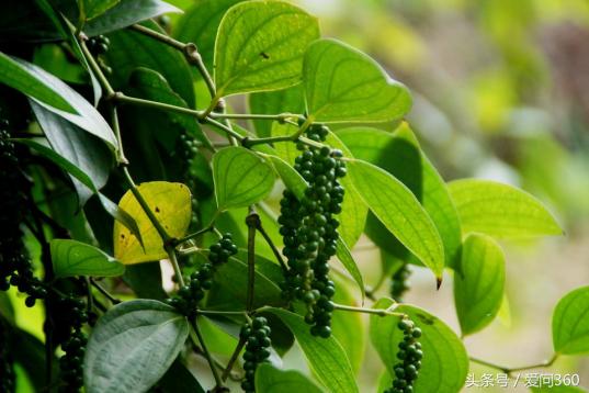 胡椒功效,胡椒功效与作用