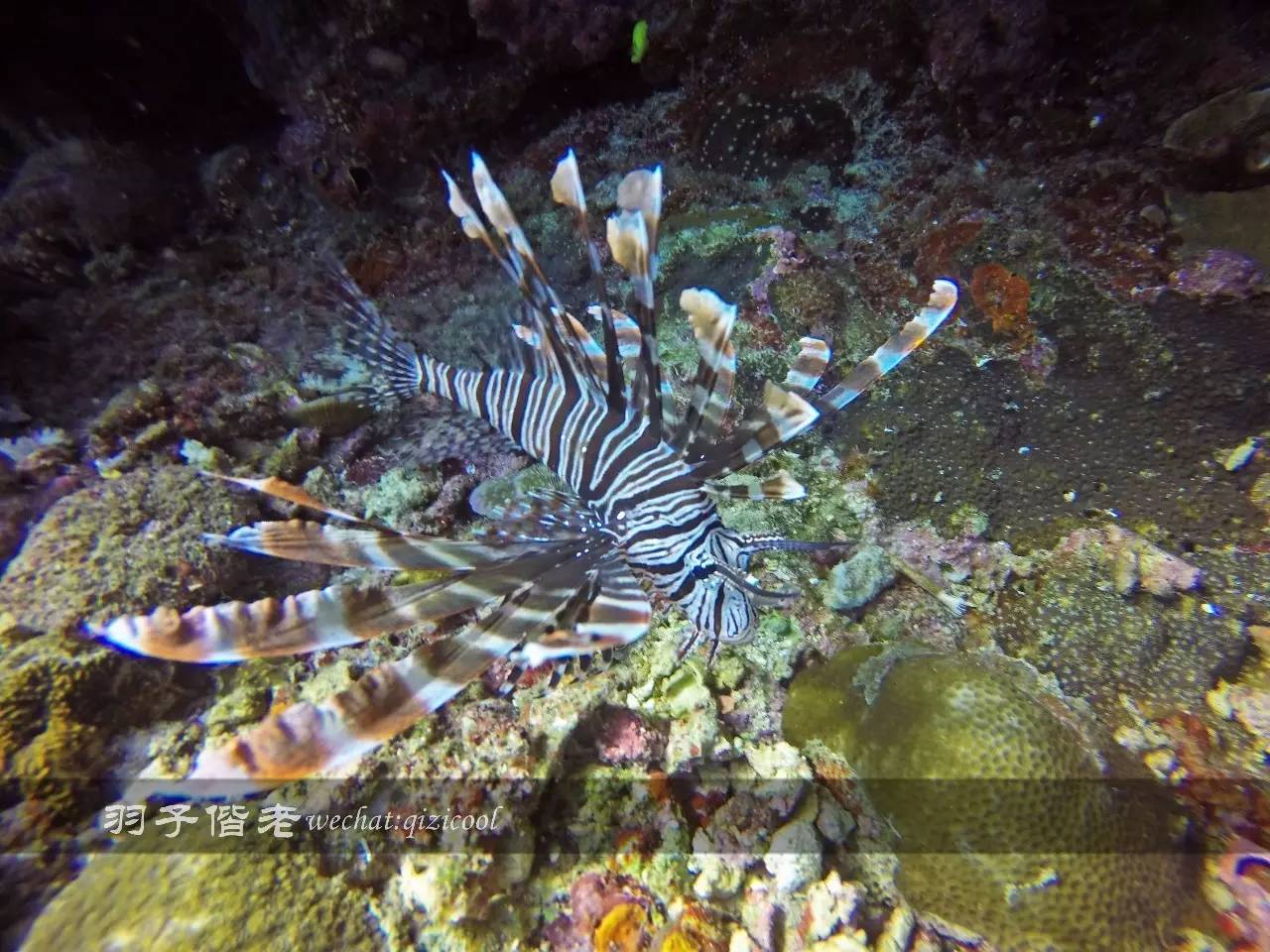 印尼美娜多旅游潜水攻略,印尼美娜多潜水圣地