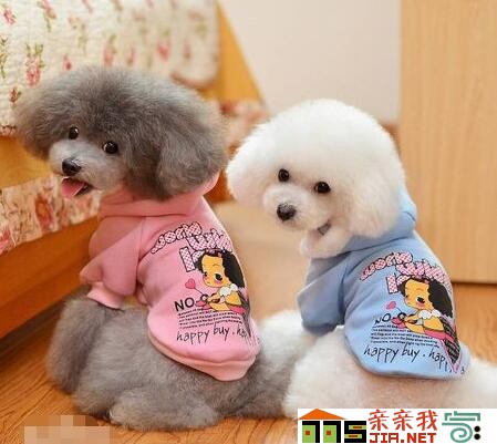 纯黑狗狗品种大全,狗狗品种大全智商排名