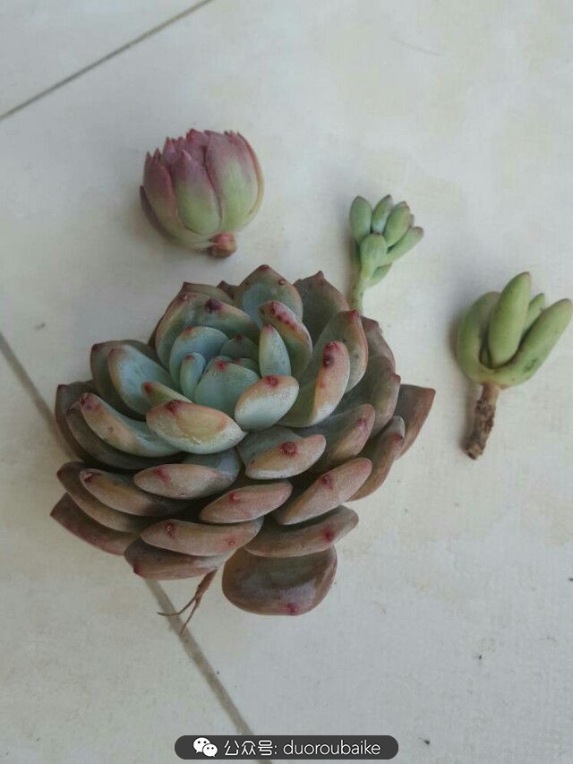 养多肉的基本常识和技巧,养多肉的正确方法讲解