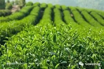 教你一招解酒最快的办法,喝多了第二天怎么快速解酒小妙招