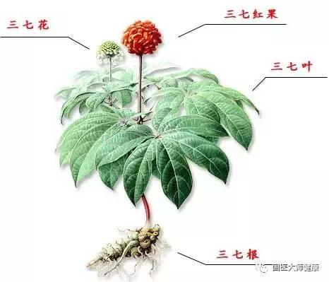 三七最主要的成分是什么,三七有效成分溶于水吗