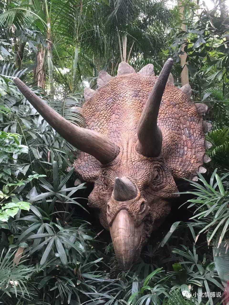 广州长隆野生动物园攻略一日游,广州长隆野生动物园二日游攻略