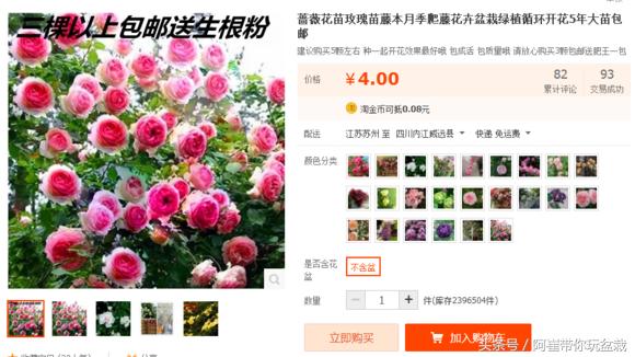 网购的小玫瑰盆栽能养活吗,网购收到玫瑰盆栽记得这样操作