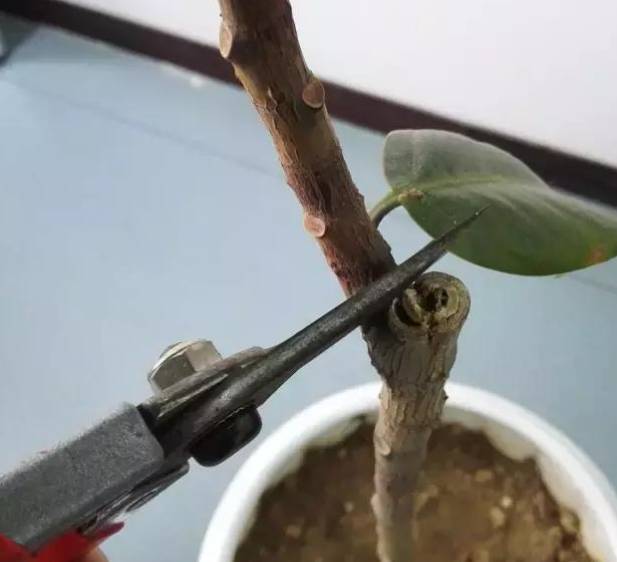 养花盆里各种花怎么修剪,要想养好花只需三种方法