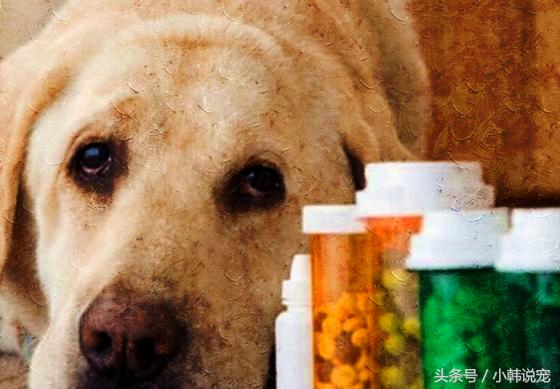 聊聊关于狗狗绝育的那些事儿