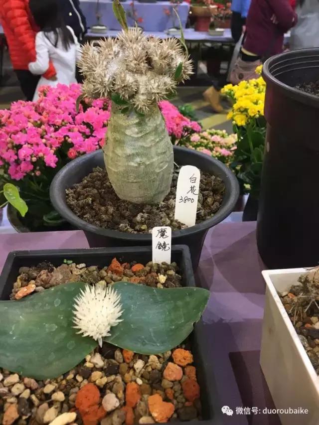 台湾寻肉之旅：小玲带你逛春节的台北花市！