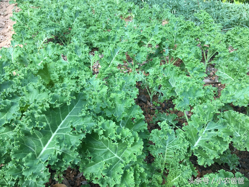 适合深圳种植的植物,深圳适合种植的植物