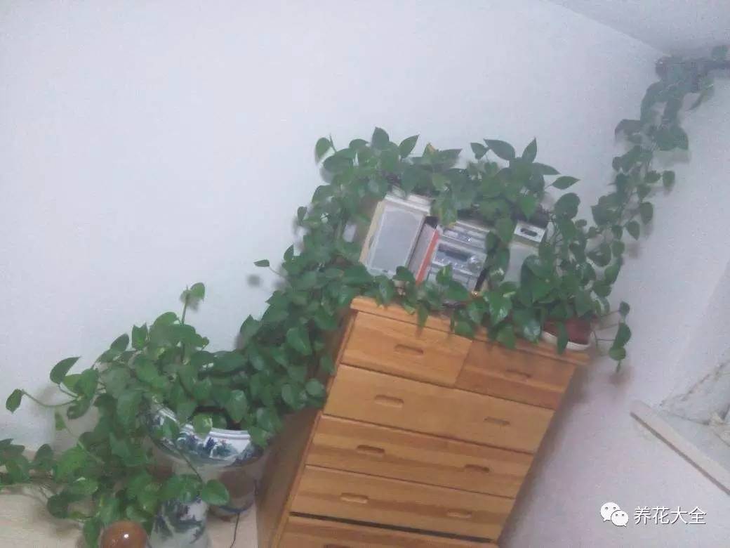 绿萝瀑布吊兰,养花吊兰绿萝