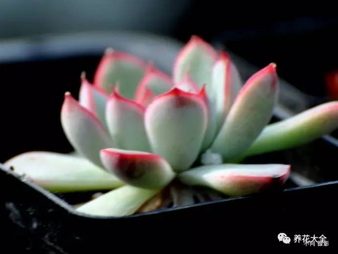 多肉的各种疑难杂症,多肉各种病讲解