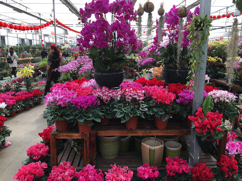 年宵花市探“鲜”记(一)之孤独的花大姐