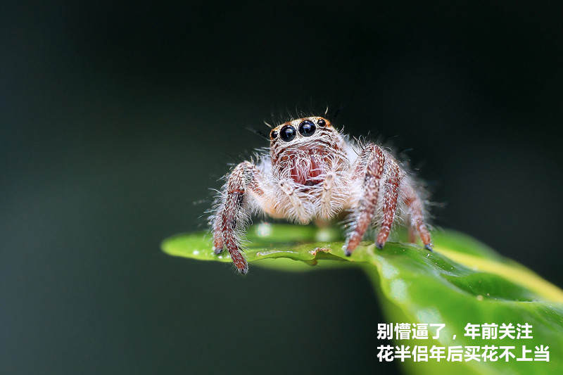 年宵花市探“鲜”记（一）之孤独的花大姐