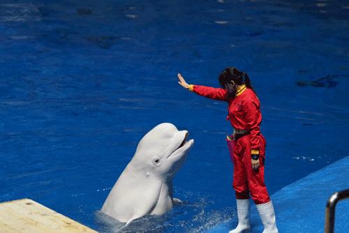 索尼a99ii最新价格,索尼a99ii样片