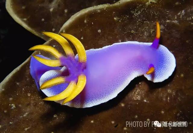 变性、伪装、雌雄同体--谁是微距世界的奇葩?