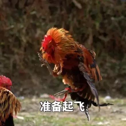 各大牌鸡年限定款,外国人对“鸡”有什么误会?