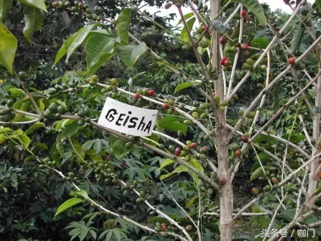 瑰夏和蓝山哪个更高级,最贵蓝山咖啡
