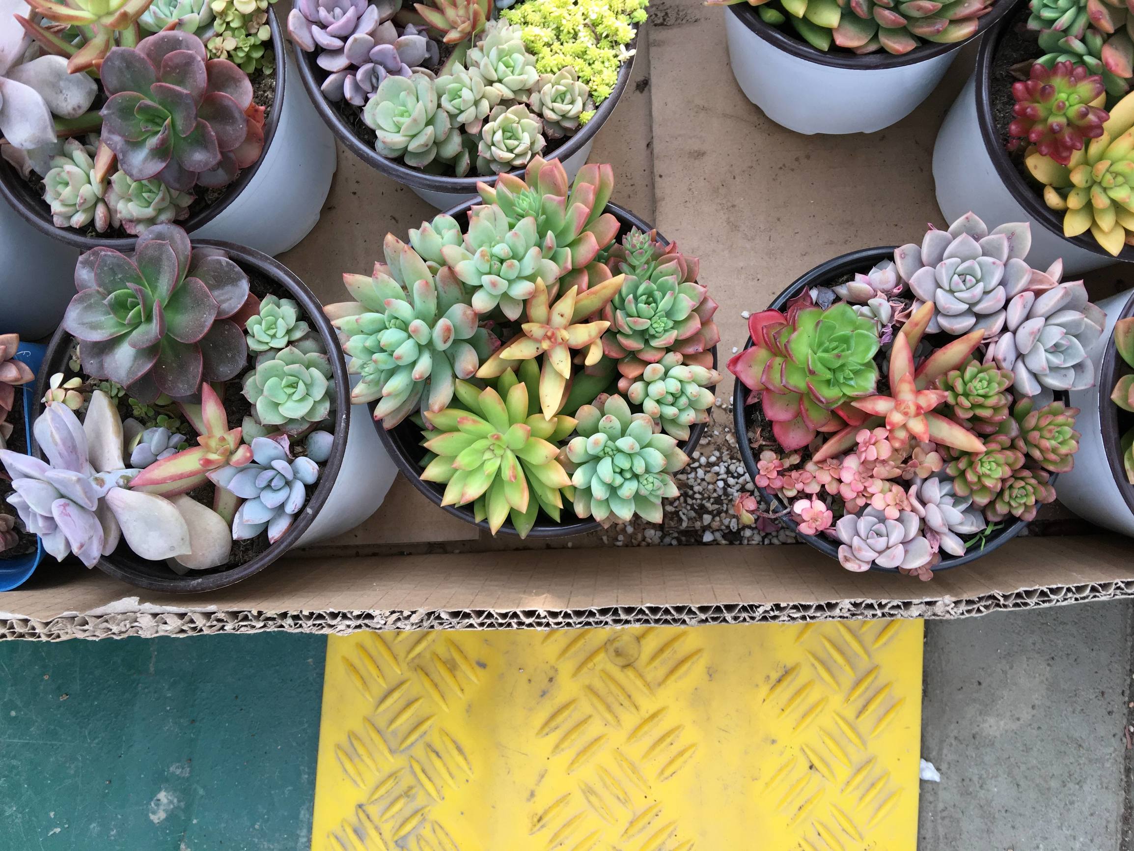 年宵花老桩,年宵花老桩图片大全