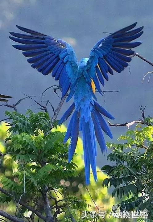 蓝黄金刚鹦鹉与人比较,绿松石金刚鹦鹉物种有哪些