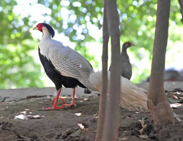鸡为什么是最富裕的生肖,看似很弱鸡其实很猛的生肖