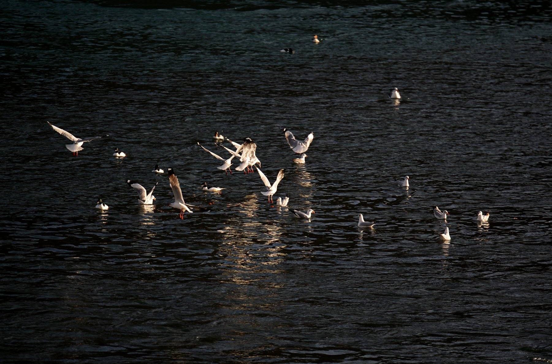 河道被挖开,被挖出来的河
