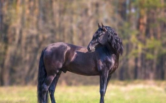 外国真品汗血宝马,汗血宝马多少钱一匹在美国