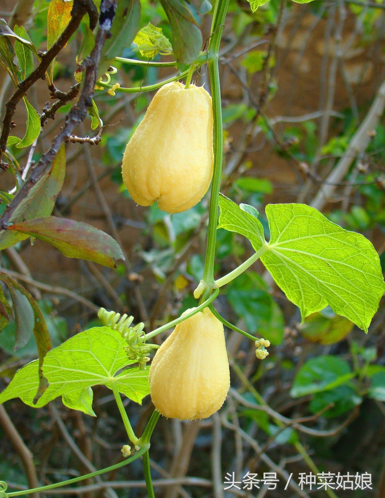 种植佛手瓜五大要点需注意,像手指似的佛手瓜怎么种植