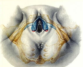 屁股翘为什么好生养,屁股大的女人好生养这说法靠谱吗